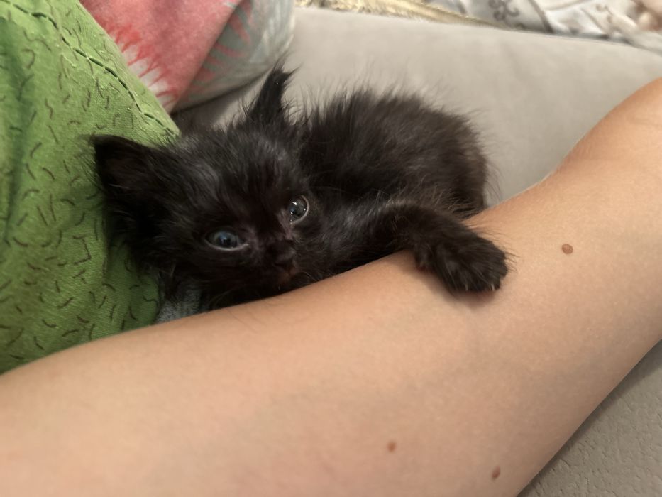 Отдам котят в добрые руки