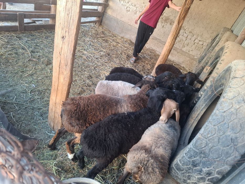 Сатылады еркек коилар