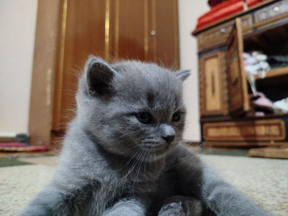 Котята скотиш страйт