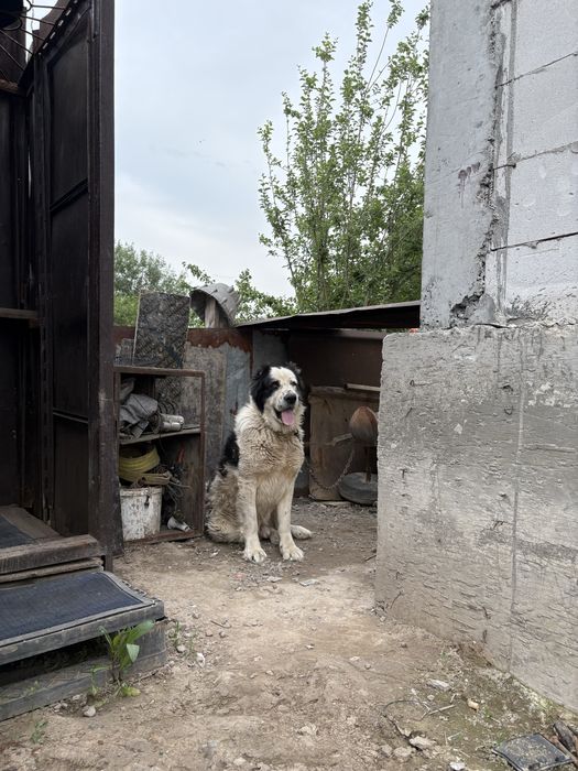 Алабай кабель срочно продам
