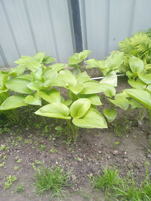 Садовые растения