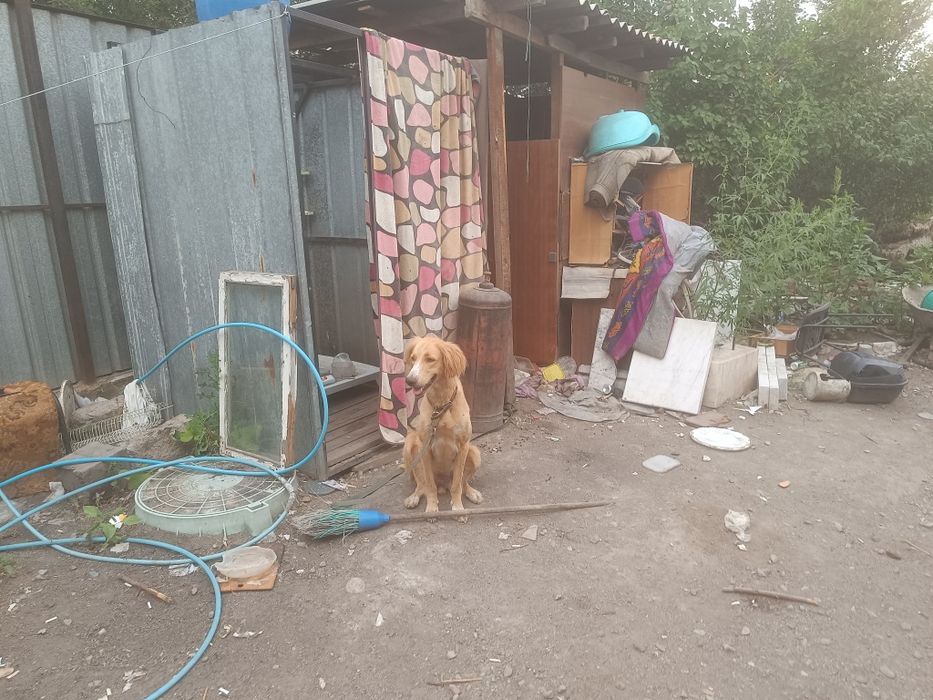Отдам даром 3 собаки охотники