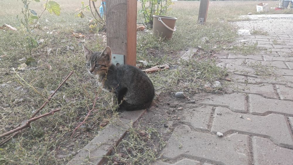 Pui de pisica pentru adoptie