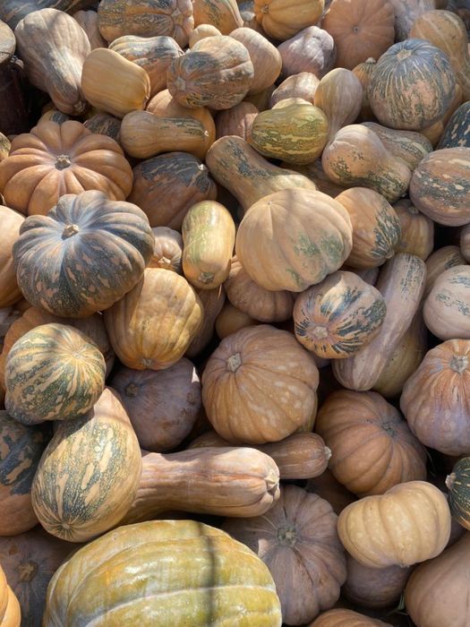 Сладкая тыква по 250 тг