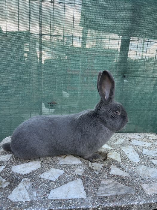 Mascul fluture german