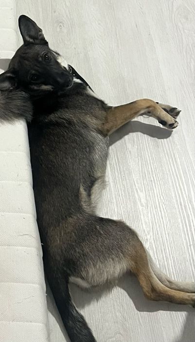 Пропала собака, девочка