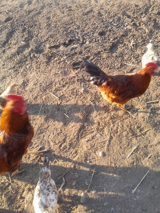 Продаются петухи