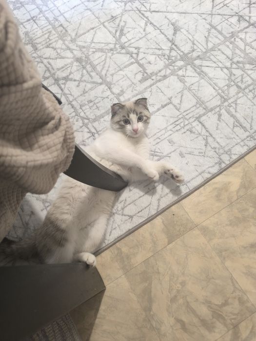 Отдам кошку в добрые руки