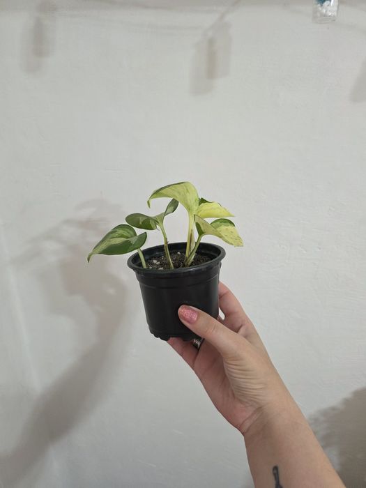 Продам комнатное растение - эпипремнум (сорт Marble Apple)