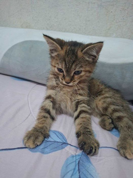 Xadiyaga beriladi