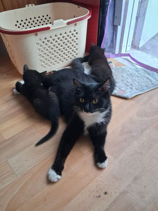 Катята два месяца