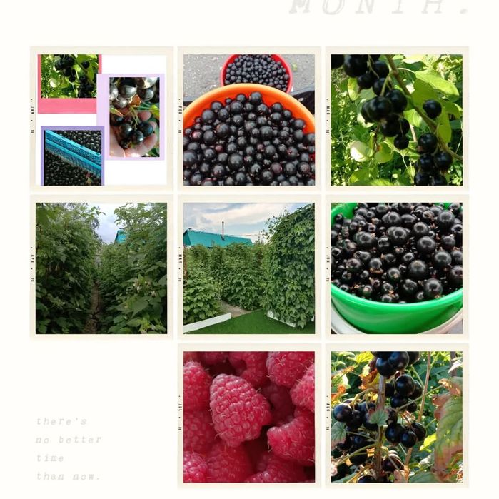 Саженцы чёрной смородины и малины