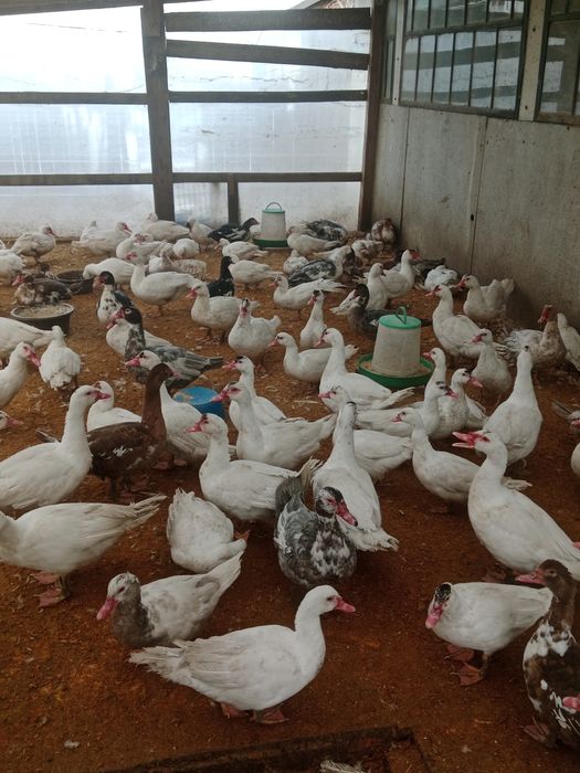 Инкубацыонное яйцо индоутки