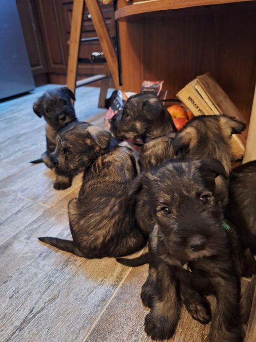 Мител Шнауцер(стандартен)-сол и пипер