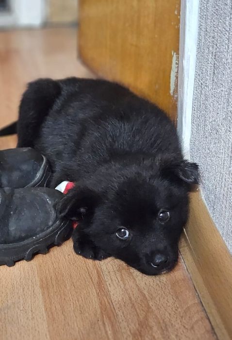 Отдам щенка в добрые руки