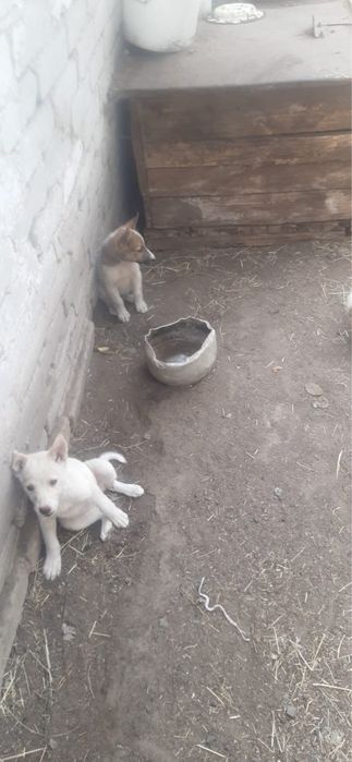 Продам щенят лайки