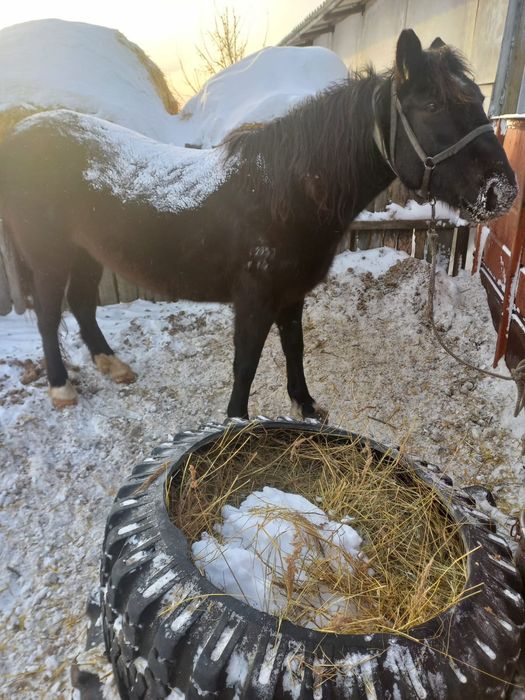 Продам кобылу жеребую
