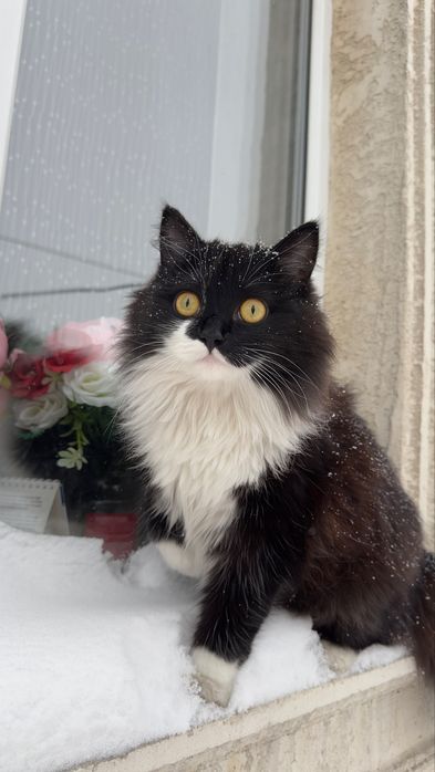 Кошка отдам в хорошие руки