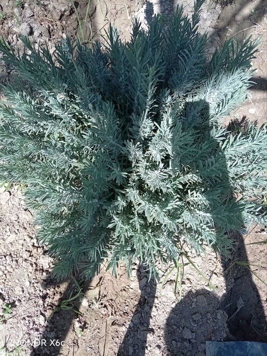 Lavanda gullari mavjud