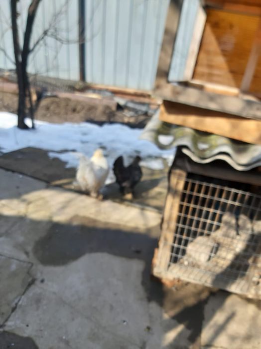 Продам курочек карликов