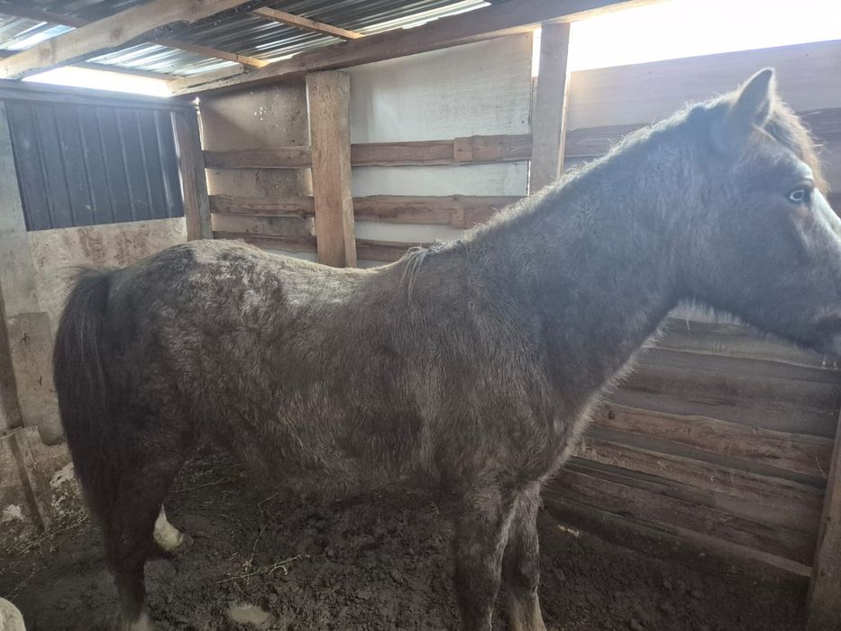 Құнан, дөнен сатылады