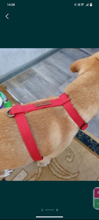 Ошейники и шлейки для собак