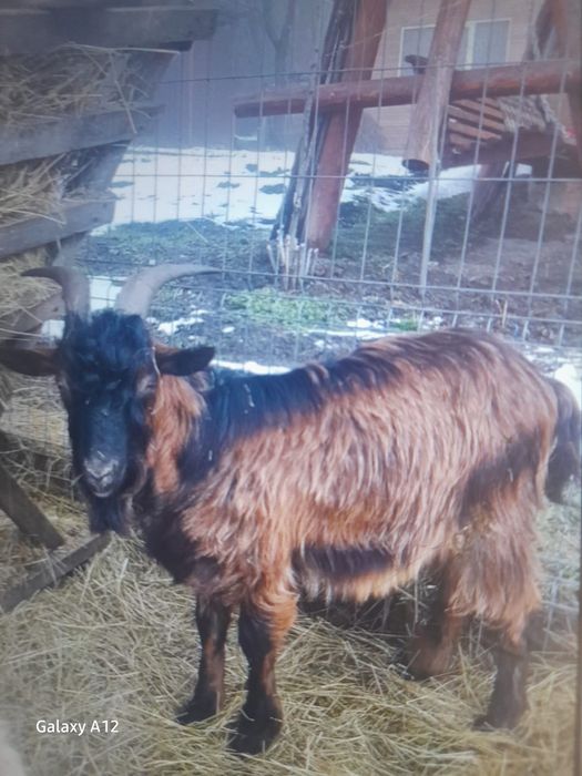 Vând doi țapi tineri