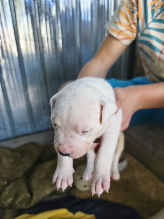 Vând pui Dog Argentinian Dogo Argentino
