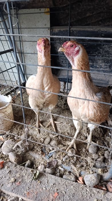 Tovuq xorozla hashaksi yo hammasi zottor uyda oʻchirilgan dakan brama