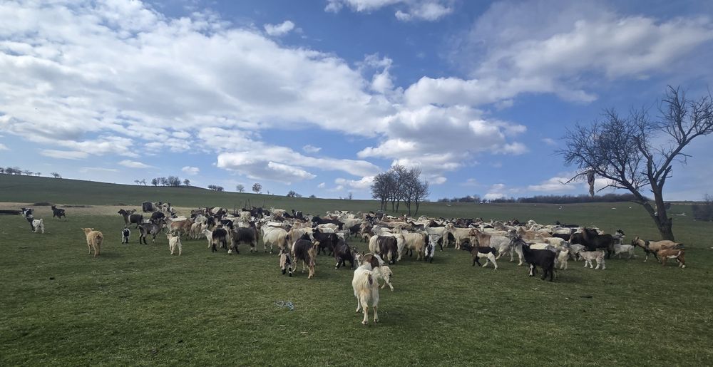 150 de capre cu iezi de vânzare