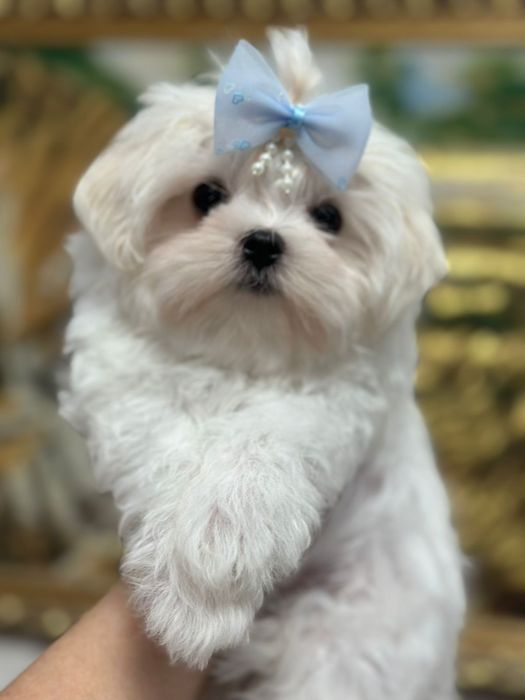 Очаровательные щенки мальтезе.