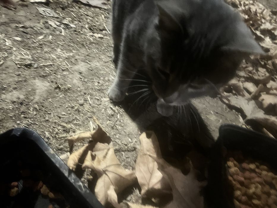 Chiroyli aqlli yoqimtoy mushuk hadyaga beriladi