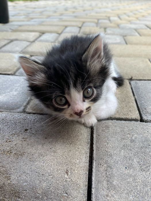 Отдам котят в добрые руки