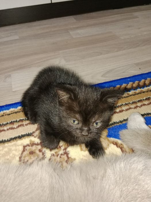 Котята шотландцы