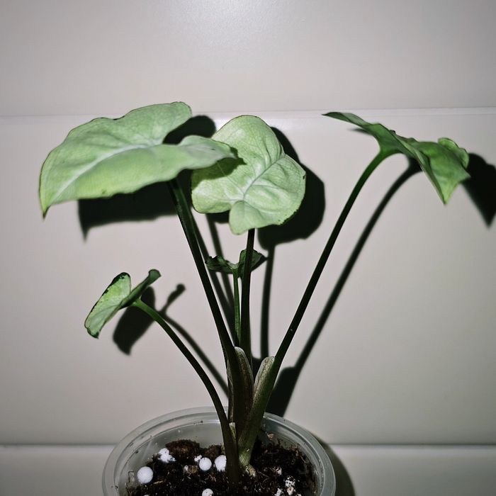 Сингониумы сортовые