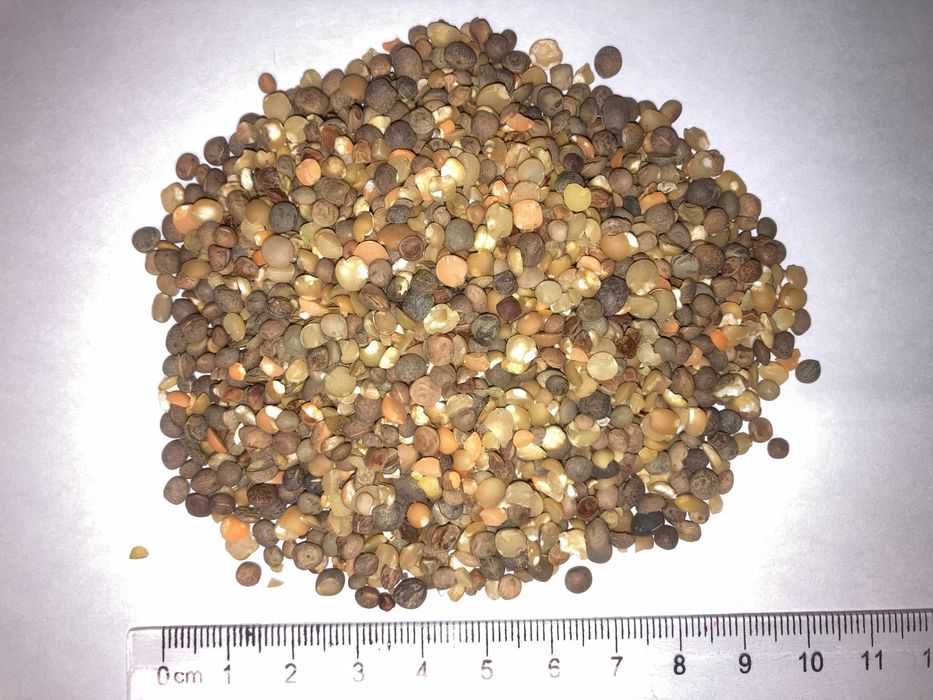 Продавам Фий, Реколта 2024, Произход България