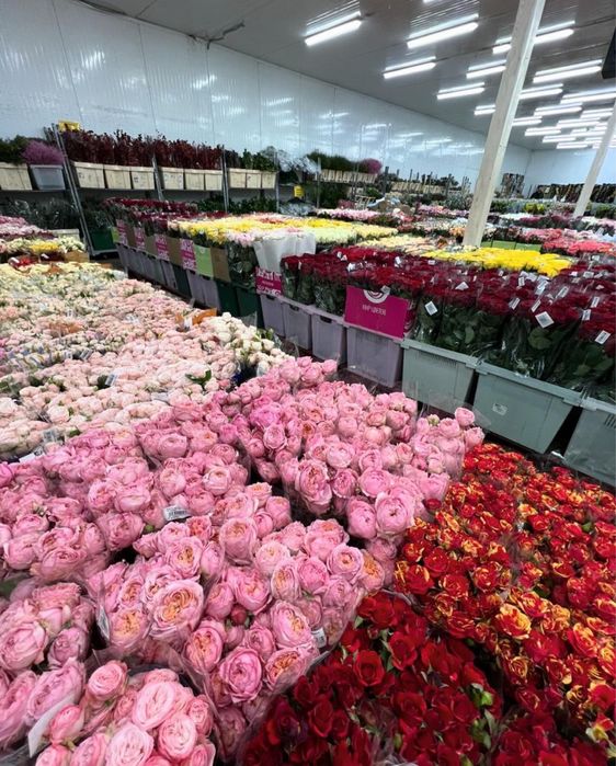 Цветы оптом и в розницу пионы