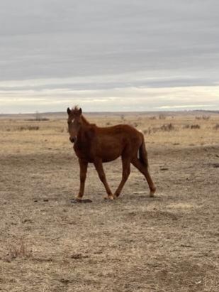 Жабағы сатылады.