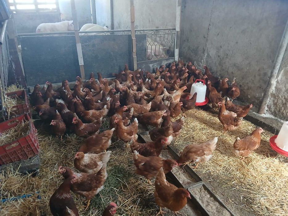 Продавам пронесли млади ярки и кокошки Ломан браун