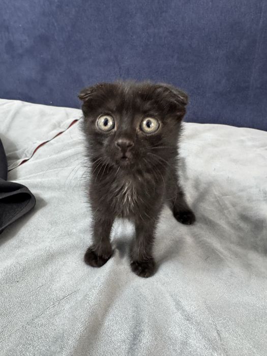 Котенок даром в хорошие руки