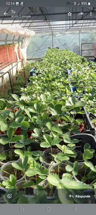 Casuni Rodire Tot Anul