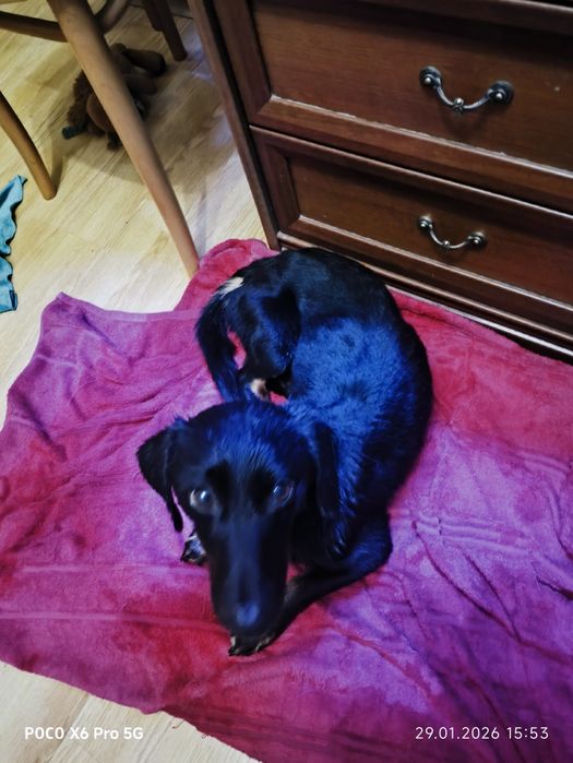 Такса (возможно метис)