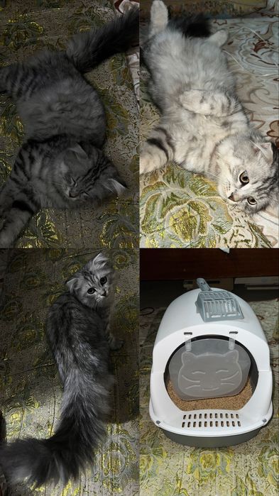Котёнок шотландский