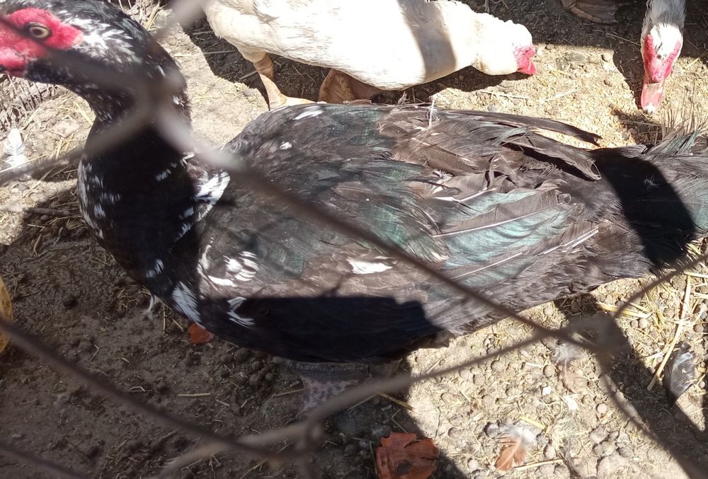 Индаутка индаутка