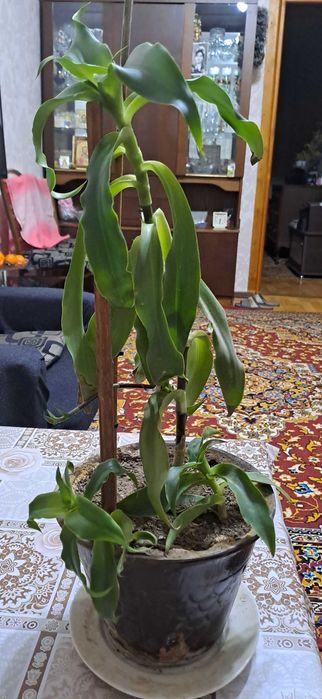 Лечебный золотой ус