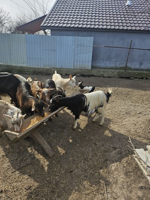 Vand urgent 15 capre cu iezi