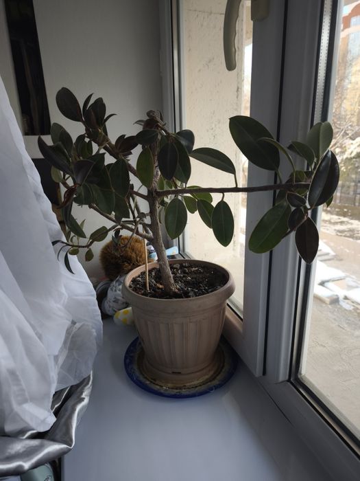 Фикус Микрокарпа (Мокламе)