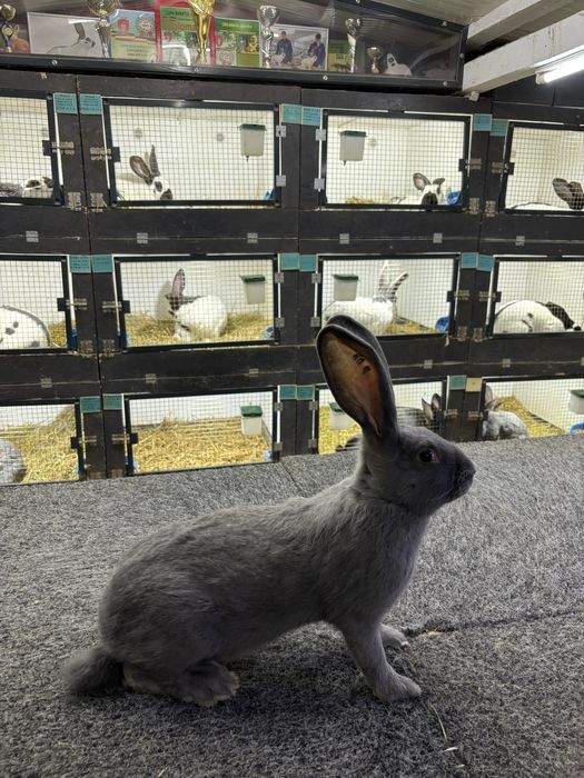 Urias Pestrit German Albastru