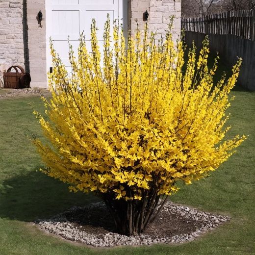 Форзиция пестролистный саженец