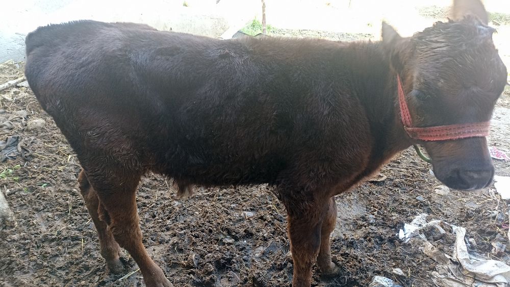 Ona bola sigir sotiladi